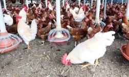 [르포]AI·살충제 계란, 밀집사육이 문제 주목받는 복지농장 | 연합뉴스