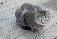 청년주택 이어 동물보호소 님비…강동구 고양이쉼터 위기 | 연합뉴스