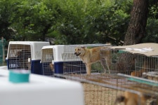 개농장을 보호소로 바꾸자…케어, 남양주 개농장 폐쇄 | 연합뉴스