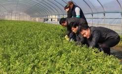 남녘엔 향긋한 봄소식…창원 북면 천주산 미나리 출하 | 연합뉴스