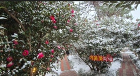 4천만 송이 애기동백 향연 신안 겨울꽃 축제 4만명 다녀가 | 연합뉴스