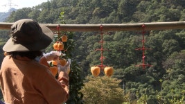 농진청 치유농업, 조현병·우울 고위험 환자 치료에 효과 입증 | 연합뉴스