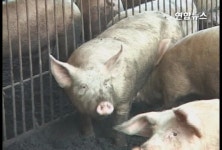 구제역 한우에서 돼지로 급속히 확산 | 연합뉴스