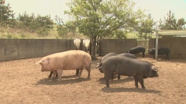 백돼지 700t 흑돼지 둔갑…5억대 부당이득 업체 적발 | 연합뉴스