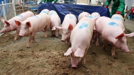 아프리카돼지열병에 기약 없는 재입식…양돈농가 한숨 | 연합뉴스