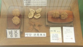 호두 1쌍이 1억?…장흥 귀족호도를 아시나요? | 연합뉴스