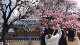 궁궐에 활짝 핀 봄꽃…숨겨진 왕의 공간도 가볼까 | 연합뉴스