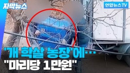 [자막뉴스] 마리당 1만원…개 학살농장에 폐기맡긴 동물번식업자들 | 연합뉴스