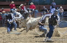 ′스릴만점′…미국 교도소에서 열린 로데오 경기 | 연합뉴스