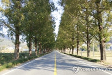 평택, 지역 특성에 맞게 가로수 수종 다양화한다 | 연합뉴스