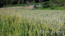 신단지구매시설 | 국가급식시설에 국산 밀 우선 구매…밀산업 육성법 등 통과 | 연합뉴스