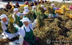 양구 펀치볼 시래기축제 31일 개막…무는 공짜 | 연합뉴스