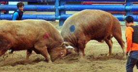 싸움소들 한판 대결…청도 소싸움축제 개막 | 연합뉴스