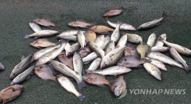 창원 용지호수 블루길·큰입배스 솎아낸다 | 연합뉴스