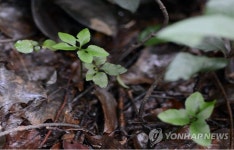변산일엽 군락지 변산일엽 절멸…제주고사리삼 많아 | 연합뉴스