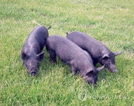 제주축산진흥원내 제주흑돼지 천연기념물 지정 | 연합뉴스