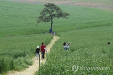농협안성팜랜드 호밀밭·초원 축제 | 연합뉴스