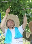배 열매따주기 작업하는 문재인 | 연합뉴스