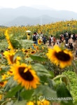 함안 강주마을 해바라기 축제 | 연합뉴스