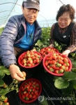 울산 장현딸기 맛보세요 | 연합뉴스