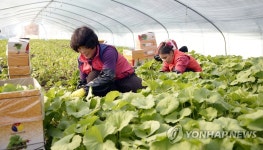 봄나물 먹고 기운내자…양촌머위 수확 | 연합뉴스