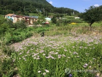 벌개미취 만개한 죽령 명품마을 | 연합뉴스
