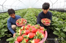 맛있어요…겨울에 출하하는 딸기 | 연합뉴스