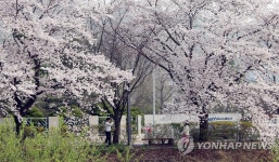 벚꽃으로 뒤덮인 대전 대덕특구 탄동천 | 연합뉴스