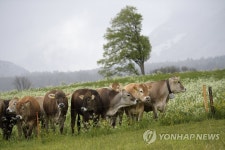 스위스의 한가로운 소떼 | 연합뉴스