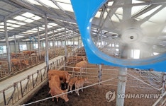 폭염에 풀가동하는 축사 선풍기 | 연합뉴스