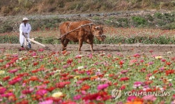 [주말 N 여행] 강원권: 입에서 살살 녹는 육즙 명품 한우 삼시쇠끼 먹어볼까 | 연합뉴스