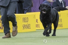 미국에선 제가 인기 제일 많아요! | 연합뉴스