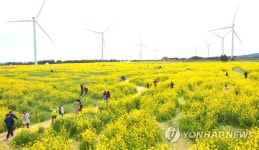 꽃길만 가시리…제주유채꽃축제 개막 | 연합뉴스