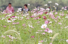코스모스로 물드는 하중도 | 연합뉴스