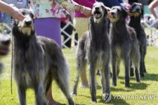 ′위풍당당, 최고의 개 모였다′…미 웨스트민스터 케넬 클럽 도그쇼 | 연합뉴스