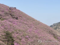 진달래로 물든 산 | 연합뉴스