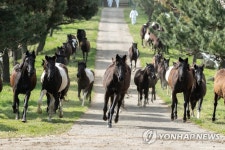 방목장 향해 달려가는 승용마들 | 연합뉴스