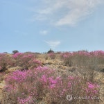 지리산 노고단 물들인 분홍빛 진달래 | 연합뉴스