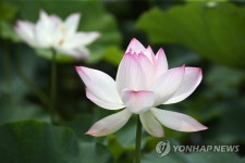 무안회산백련지에 핀 연꽃 | 연합뉴스