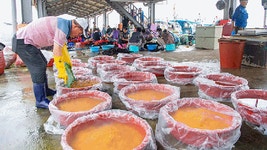 서천 송림산림욕장으로 맥문동 꽃 보러오세요 | 연합뉴스