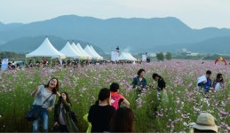 코스모스 보러오세요…고령 대가야수목원 콫 페스티벌 | 연합뉴스