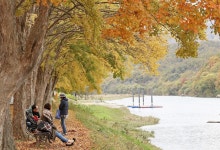 [카메라뉴스] 노랗게 물든 만추의 영동 송호 관광지 | 연합뉴스
