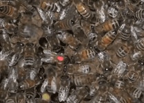 동료에게 꿀 정보 알려주는 8자 춤은 사회적 학습 결과 | 연합뉴스