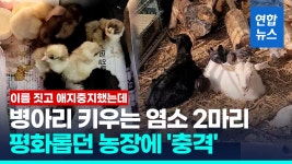 [영상] 들개 공격에 염소·닭 농장 몰살…주인 덫이라도 놓게 해달라 | 연합뉴스