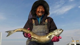 어디서 왔을까?…낙동강·부산 도심서 연어 잇따라 목격 | 연합뉴스