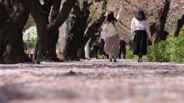 여의도 벚꽃길 추첨제에 한산…사람 적어서 좋아요 | 연합뉴스
