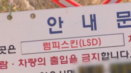 강원 고성 한우농장서 럼피스킨 발생…올해 8건 | 연합뉴스