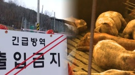 경기 양주 양돈농장서 아프리카돼지열병 발생 | 연합뉴스