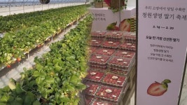 명품 딸기로…청주 청원생명 딸기 고급화 박차 | 연합뉴스
