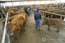 폐쇄 우시장 금주말부터 속속 개장 | 연합뉴스